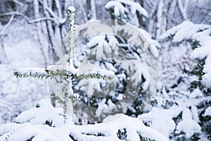 Pinetree with snow close up