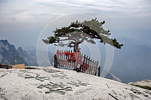 A pinetree at the top of mountain Hua