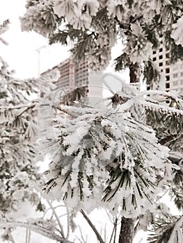 A pinetree under the very thick layer of snow close up
