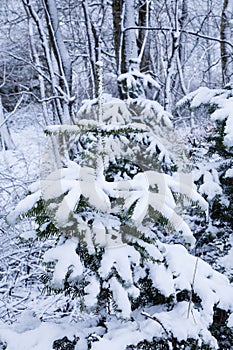 Pinetrees filled with snow