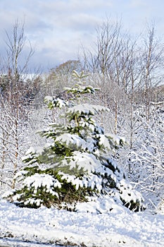 Pinetrees filled with snow