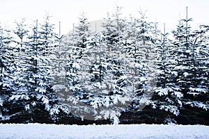 Pinetrees filled with snow