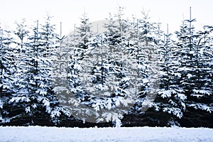Pinetrees filled with snow photo