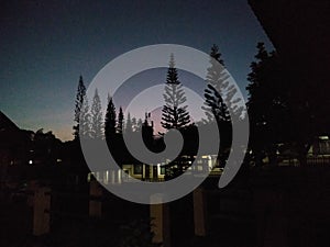 Pinetrees and nightsky photography