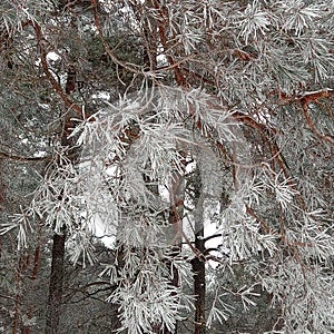 Pinetrees in snow, white trees photo