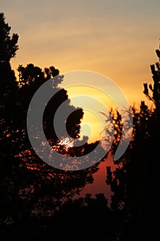 Pinetrees sunset colors sun dusk