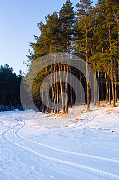 Pinetrees winter landscape