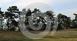 Pinewood forest with blue sky