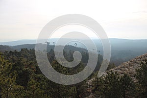 Pinewood forest at Budakeszi