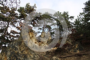 Pinewood forest at Budakeszi