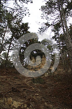 Pinewood forest at Budakeszi