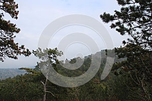 Pinewood forest at Budakeszi