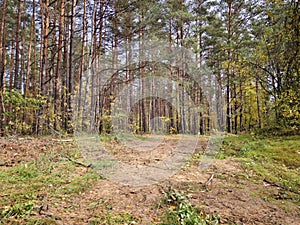 The Pinewood forest in sunrise