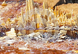 Pinewood or ghost town