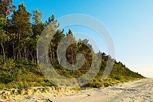 Pinewood growing on dunes at Baltic coast. Scots or Scotch pine Pinus sylvestris trees in evergreen coniferous forest.