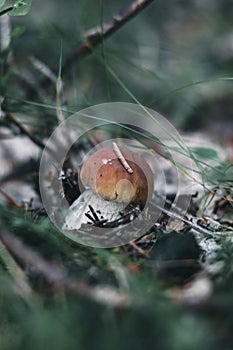 Pinewood king bolete, is a basidiomycete fungus of the genus Boletus found in czech republic. Boletus pinophilus is between grass photo