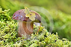 Pinewood king bolete mushroom growing in moss