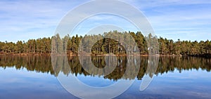 Pinewood, pine forest reflected in a lake in the wilderness of Norway, panorama