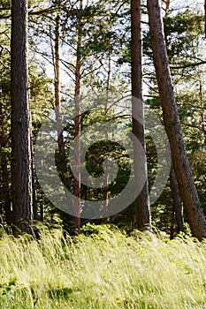 Pinewood with pine tree trunks and grass growing in forest understory.