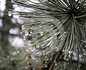 Pinewood with waterdrops