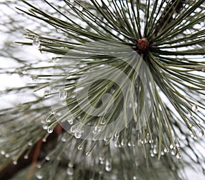 Pinewood with waterdrops