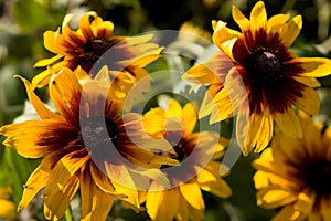 Pinewoods Coneflower Rudbeckia bicolor