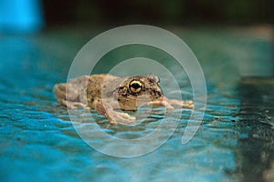 Pinewoods treefrog Hyla femoralis