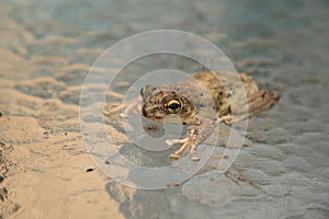 Pinewoods treefrog Hyla femoralis