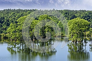 Piney Z Lake in Tallahassee, Florida