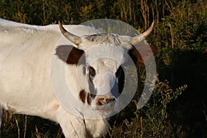 Pineywoods Cattle Bull