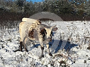 Pineywoods Cattle in Snow