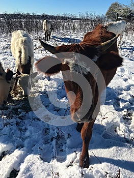 Pineywoods Cattle in Snow