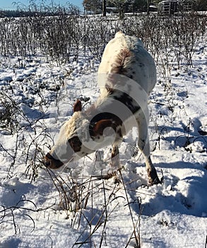 Pineywoods Cattle in Snow