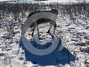 Pineywoods Cattle in Snow