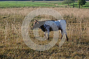 Pineywoods Cattle Spotted Red Heifer