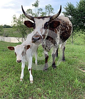 Pineywoods Cow and Calf
