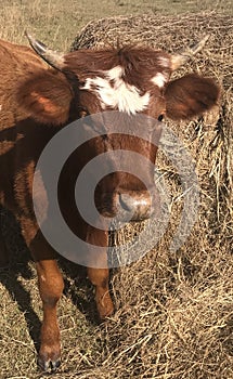 Pineywoods Heifer