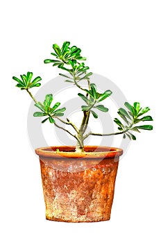 Ping Bignonia in handmade flowerpot