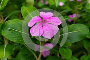 Ping-colored flowers in full bloom