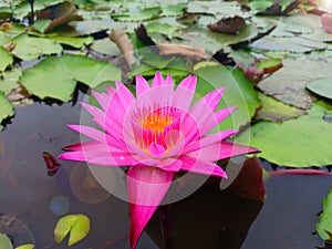 Ping lotus in lake