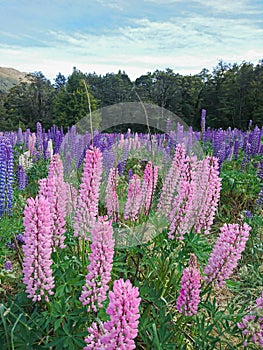 Ping Lupin flower with purple colour background