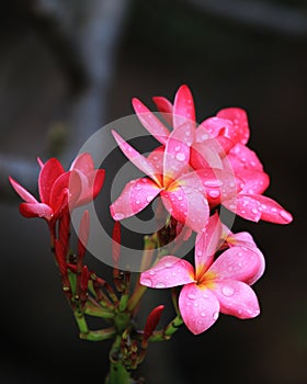 Ping Plumeria flawer beautiful photo