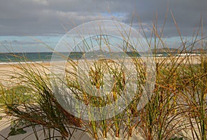 Pingao, ficinia spiralis, golden sand sedge endemic to New Zealand