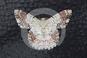 Pingasa ruginaria moth