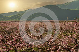 Pinggu peach flower valley and sunset, Beijing, China