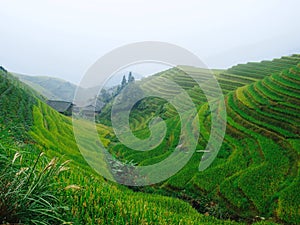 Pingnan rices terraces