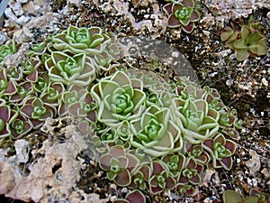 Pinguicula