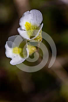 Pinguicula alpina flower growing in meadow