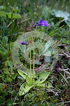 Pinguicula balcanica - Wild plant shot in the spring.