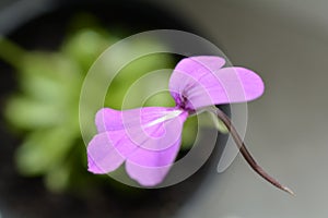 Pinguicula blooming